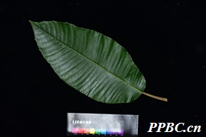 朱毛水东哥 Saurauia miniata