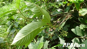 水东哥 Saurauia tristyla