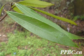 瑞丽润楠 Machilus shweliensis