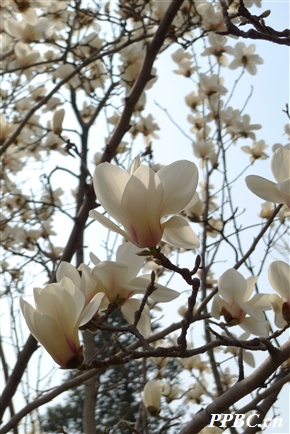 玉兰 Yulania denudata