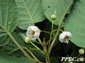 藤山柳 Clematoclethra scandens