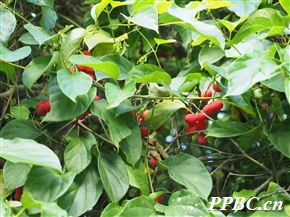 小果微花藤 Iodes vitiginea