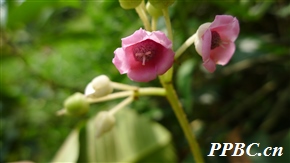 水东哥 Saurauia tristyla