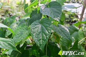 薄核藤 Natsiatum herpeticum