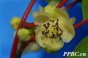 软枣猕猴桃 Actinidia arguta