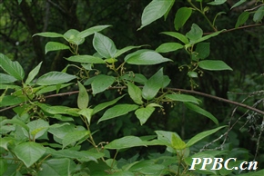 藤山柳 Clematoclethra scandens