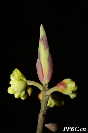 四川木姜子 Litsea moupinensis var. szechuanica