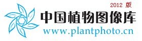 木瓜红
